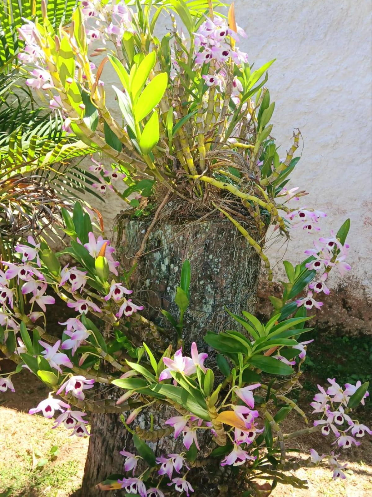 Do Tata Homestay Miguel Pereira